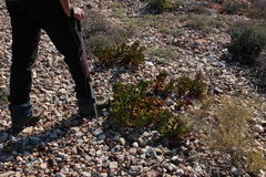 Crassula cultrata