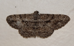 Psilalcis isombra