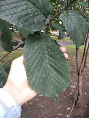 Ulmus glabra