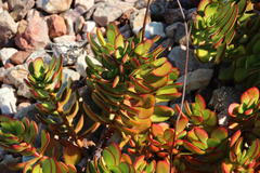 Crassula cultrata