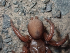 Antrodiaetidae
