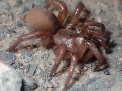 Antrodiaetidae