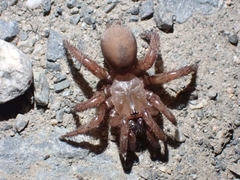 Antrodiaetidae