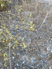 Cordylanthus rigidus setigerus