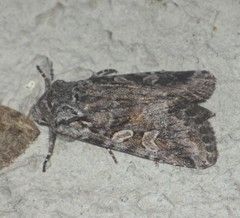 Lasionycta proxima
