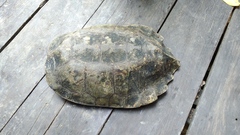 Notochelys platynota