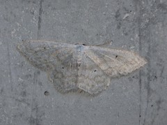 Scopula incanata
