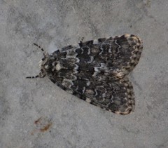 Bryophila domestica