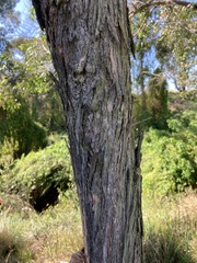 Eucalyptus eugenioides