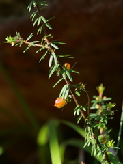 Micrantheum ericoides