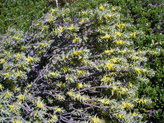 Thymelaea
