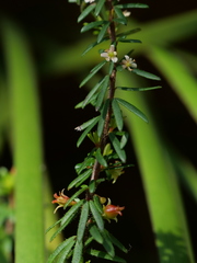 Micrantheum ericoides