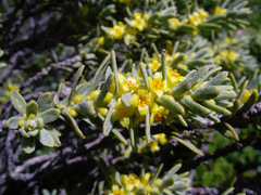 Thymelaea