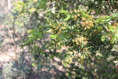 Acacia howittii