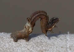 Selenia dentaria