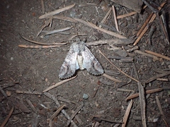 Egira