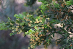 Acacia howittii