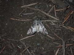 Egira