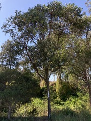Eucalyptus eugenioides