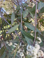 Eucalyptus eugenioides