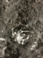 Engyodontium aranearum