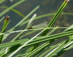 Erythromma viridulum