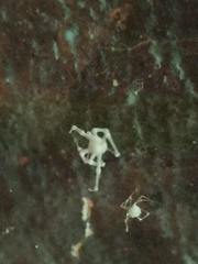 Engyodontium aranearum