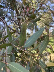 Eucalyptus eugenioides