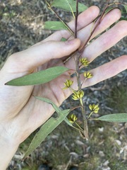 Eucalyptus capitellata