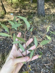 Eucalyptus capitellata