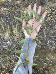 Eucalyptus capitellata