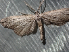 Glaucina spaldingata