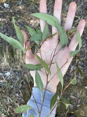 Eucalyptus capitellata