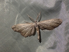 Glaucina spaldingata