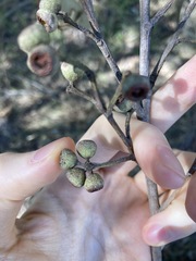 Eucalyptus globoidea