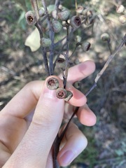 Eucalyptus globoidea