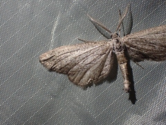 Glaucina spaldingata