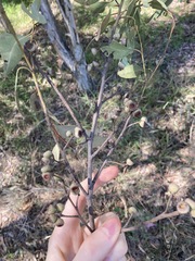 Eucalyptus globoidea