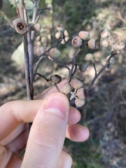 Eucalyptus globoidea