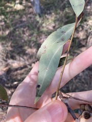 Eucalyptus globoidea