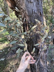 Eucalyptus globoidea