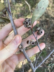 Eucalyptus globoidea