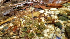 Cryptocoryne striolata