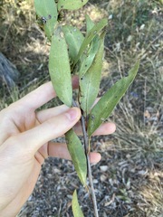 Eucalyptus capitellata