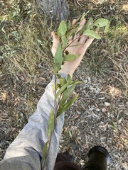 Eucalyptus capitellata