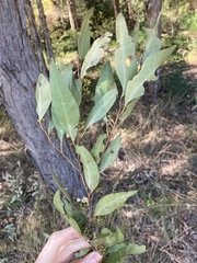 Eucalyptus capitellata