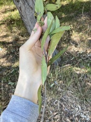 Eucalyptus capitellata