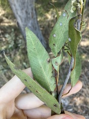 Eucalyptus capitellata
