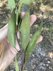 Eucalyptus capitellata