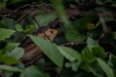 Calotes versicolor